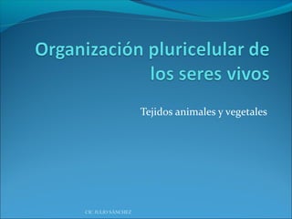 Tejidos animales y vegetales

CIC JULIO SÁNCHEZ

 