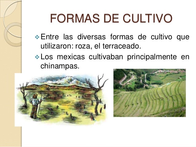 Organización social, política, económica, religiosa de las