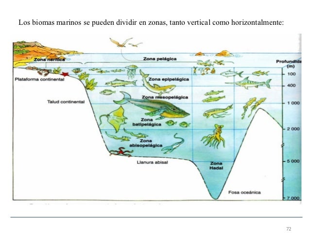 Organización y diversidad de la biosfera