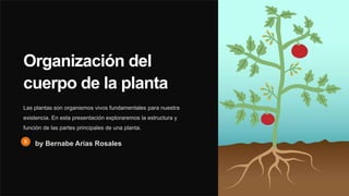 Organización del
cuerpo de la planta
Las plantas son organismos vivos fundamentales para nuestra
existencia. En esta presentación exploraremos la estructura y
función de las partes principales de una planta.
by Bernabe Arias Rosales
 