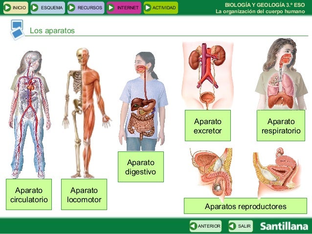 Niveles de organizacion del cuerpo humano en anatomia
