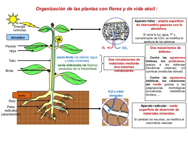 Organización de las plantas con flores de vida sésil