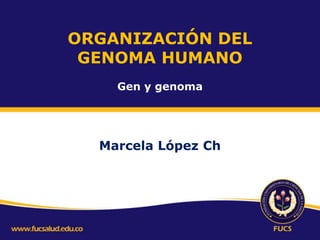 ORGANIZACIÓN DEL
GENOMA HUMANO
Gen y genoma

Marcela López Ch

 