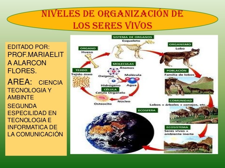Resultado de imagen de niveles de organización de los seres vivos