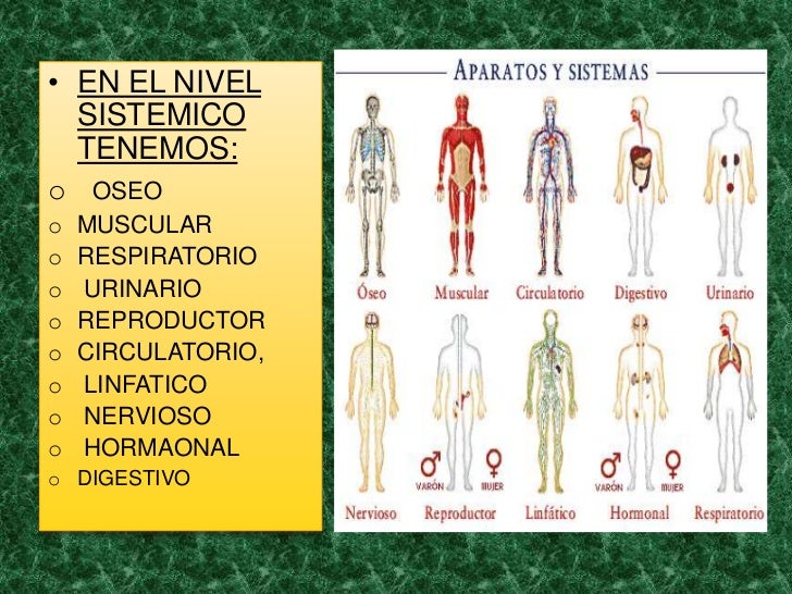 Organizacion de los seres vivos