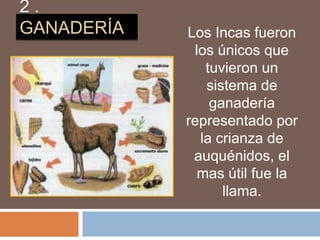 2 .
GANADERÍA Los Incas fueron
los únicos que
tuvieron un
sistema de
ganadería
representado por
la crianza de
auquénidos, el
mas útil fue la
llama.
 