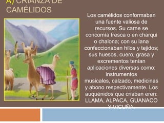 A) CRIANZA DE
CAMÉLIDOS
Los camélidos conformaban
una fuente valiosa de
recursos. Su carne se
concomía fresca o en charqui
o chalona; con su lana
confeccionaban hilos y tejidos;
sus huesos, cuero, grasa y
excrementos tenían
aplicaciones diversas como:
instrumentos
musicales, calzado, medicinas
y abono respectivamente. Los
auquénidos que criaban eren:
LLAMA, ALPACA, GUANACO
Y VICUÑA.
 