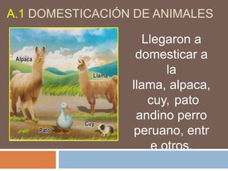 A.1 DOMESTICACIÓN DE ANIMALES
Llegaron a
domesticar a
la
llama, alpaca,
cuy, pato
andino perro
peruano, entr
e otros.
 