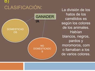 B)
CLASIFICACIÓN: La división de los
hatos de los
camélidos es
según los colores
de los animales.
Habían
blancos, negros,
pardos y
moromoros, com
o llamaban a los
de varios colores.
DOMESTICAD
OS
NO
DOMESTICADO
S
GANADER
IA
 