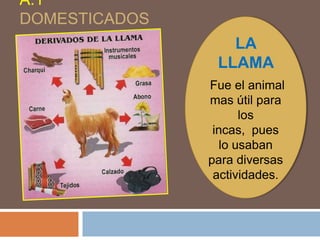 A.1
DOMESTICADOS
LA
LLAMA
Fue el animal
mas útil para
los
incas, pues
lo usaban
para diversas
actividades.
 