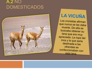 A.2 NO
DOMESTICADOS
 