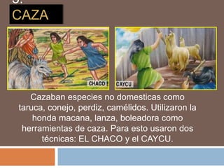 3.
CAZA
Cazaban especies no domesticas como
taruca, conejo, perdiz, camélidos. Utilizaron la
honda macana, lanza, boleadora como
herramientas de caza. Para esto usaron dos
técnicas: EL CHACO y el CAYCU.
 