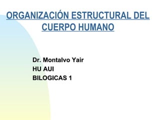 Dr. Montalvo YairDr. Montalvo Yair
HU AUIHU AUI
BILOGICAS 1BILOGICAS 1
ORGANIZACIÓN ESTRUCTURAL DEL
CUERPO HUMANO
 