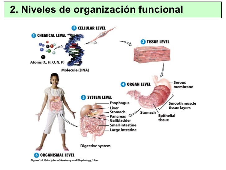 organizacion funcional