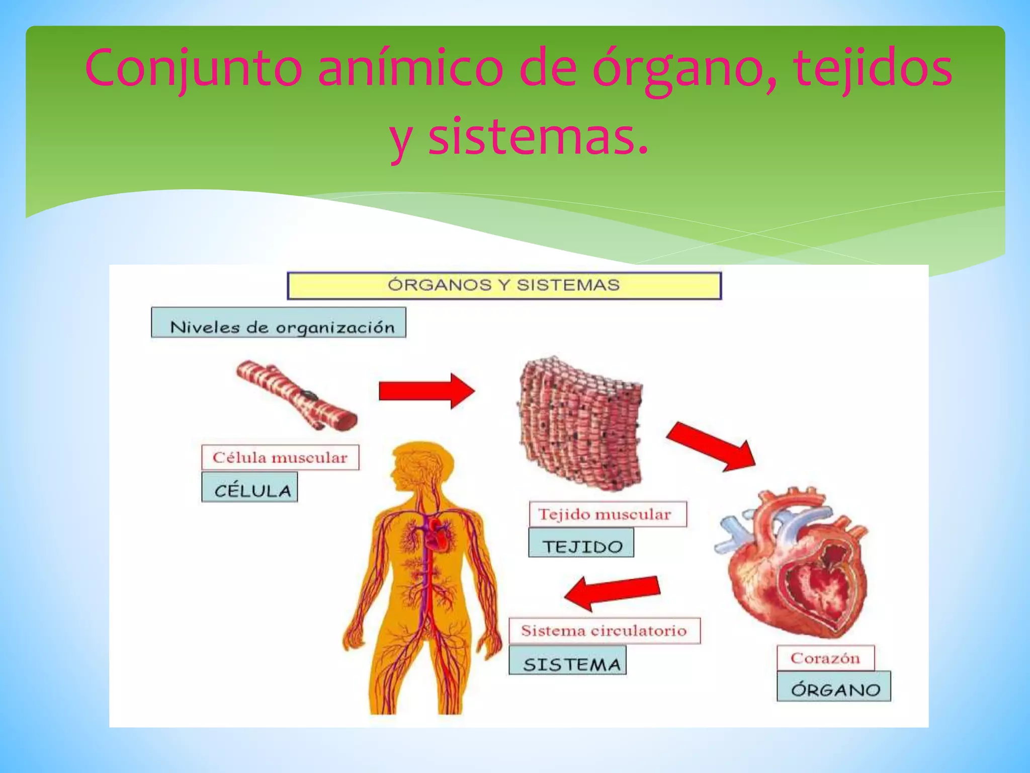 Organizacion Interna De Los Seres Vivos Celula Tejidos Organos Y Organizacion Interna De Los Seres Vivos Celula Tejidos Organos Y