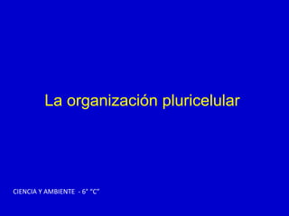 La organización pluricelular
CIENCIA Y AMBIENTE - 6° “C”
 