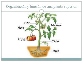 Organización y función de una planta superior
 