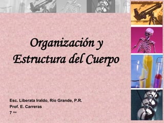 Organización y Estructura del Cuerpo Esc. Liberata Iraldo, Río Grande, P.R. Prof. E. Carreras 7  mo 
