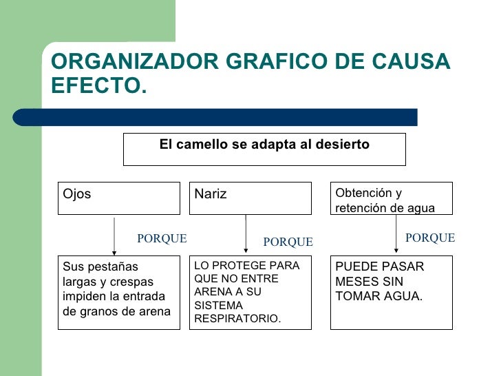 Organizador De Ideas