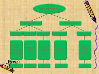 CRIPTOGRAMAS
L A S P L A N T A S
FANEROGAMAS
TALOFITAS BRIOFITAS PSTERIDOFITAS GIMNOSPERMAS ANGIOPERMAS
ALGAS
EN EL CUERPO
NO SE
DIFERENCIAN
RAIZ, TALLO
NI HOJAS
CARECEN DE
VASOS
Y RAICES
MUSGO
SE
DIFERENCIAN
HOJAS, TALLO
Y
RAICES
HELECHOS PINO
SEMILLAS
DESNUDAS
SEMILLAS
DENTRO
DE UNA
CAPSULA
ROSA
8
 