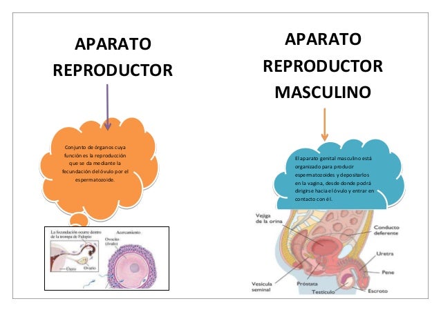 Organizadores gr ficos sobre el aparato excretor y aparato 