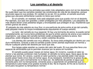 Los camellos y el desierto
“Los camellos son los animales que están más adaptados para vivir en los desiertos.
Se suele decir que los camellos resisten las condiciones de vida de los desiertos, porque
acumulan agua en sus jorobas. En verdad no es así. En su joroba, el camello acumula
grasa que usa para alimentarse cuando no tiene que comer.
En el camello, en realidad, todo está adaptado para que pueda vivir en el desierto.
Por ejemplo, sus ojos son grandes y están protegidos por tres párpados. Los párpados de
más afuera tienen unas pestañas largas y encrespadas que protegen el ojo, impidiendo que
entren granos de arena.
El párpado de más adentro es muy fino; si una partícula de polvo entra al ojo del camello,
este párpado interior lo limpia inmediatamente expulsando el cuerpo extraño.
La nariz del camello es muy especial. Si hay una tormenta de arena, la puede cerrar
completamente; así nunca tiene problemas de que le entren granos de arena a sus sistema
respiratorio. Las orejas del camello también están protegidas contera la arena. Son
pequeñas, están dirigidas hacia atrás y están cubiertas de pelos.
Los dientes del camello son muy afilados. Su boca está protegida por dentro por una
dura membrana. Gracias a esto el camello puede comer plantas espinosas sin herirse y
triturar cualquier planta del desierto por dura que sea.
Sus largas patas apartan su cuerpo del calor del suelo. En sus pesuñas lleva una
especie de almohadilla que le permiten avanzar por la arena sin hundirse.
El camello puede pasar meses sin tomar agua. En invierno, cuando el calor es
menor y las plantas contienen más humedad, el camello no toma agua. Saca agua de las
plantas que come. En verano, cuando el calor aumenta y las plantas están más secas,
puede pasar hasta cinco días sin tomar agua. Si es necesario, transforma la grasa de su
joroba en agua, pero normalmente no lo hace así. Se defiende de perder el agua que
necesita para vivir no transpirando, orinando poco y soportando sin problemas que su
temperatura suba hasta once grados durante el día. No le importa. El frío de la noche le
sirve para recuperar su temperatura normal.”
10
 