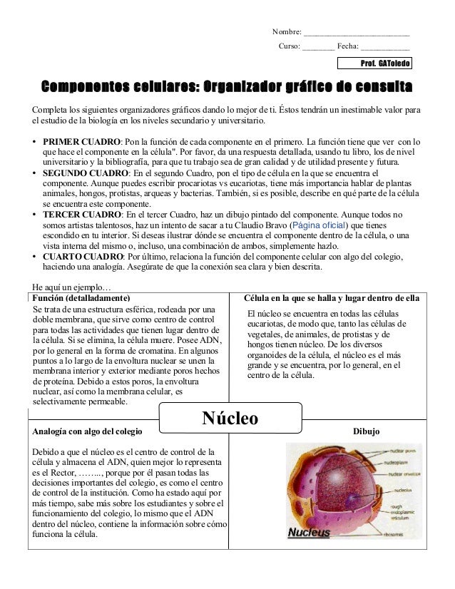 Organizador Grafico Estudio De La Celula