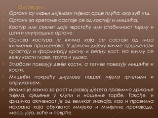Organi za kretanje | PPT