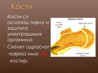 Кости су
ослонац тијелу и
заштита
унаутрашњих
органима.
 Скелет одраслог
човјека има 206
костију.


 