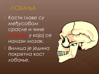 ЛОБАЊА
Кости главе су
међусобом
срасле и чине
лобању у којој се
налази мозак.
 Вилица је једина
покретна кост
лобање.


 