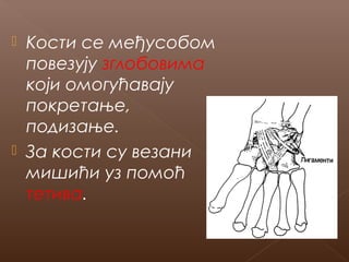 Кости се међусобом
повезују зглобовима
који омогућавају
покретање,
подизање.
 За кости су везани
мишићи уз помоћ
тетива.


 