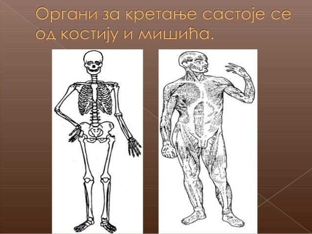 Organi za kretanje