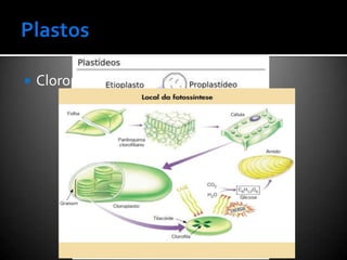    Cloroplasto
 