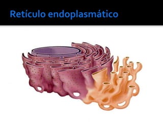    Retículo endoplasmático liso (não-granuloso)
     Síntese ácidos graxos, fosfolipídios e esteróides
   Retículo endoplasmático granuloso
    (ergastoplasma)
     Transporte e síntese proteínas
 