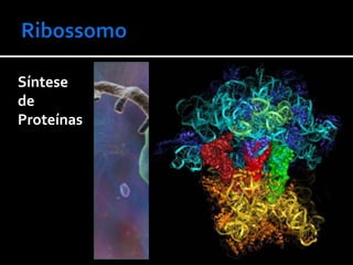 Síntese
de
Proteínas
 