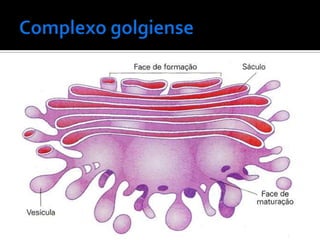    Modificação e empacotamento de proteínas
    para secreção.
 