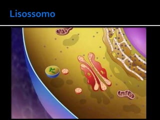    Digestão intracelular.
 