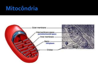    Respiração celular.
 