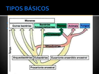    Procariótica
   Eucariótica
     Núcleo
     Organelas membranosas
 