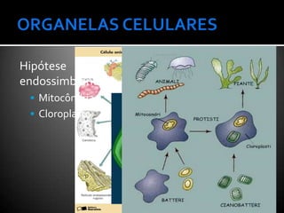 Hipótese
endossimbiontica
  Mitocôndria
  Cloroplasto
 