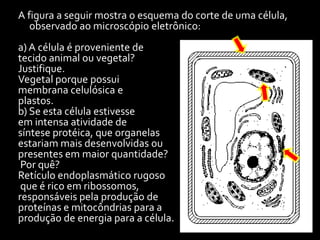A figura a seguir mostra o esquema do corte de uma célula,
   observado ao microscópio eletrônico:
a) A célula é proveniente de
tecido animal ou vegetal?
Justifique.
Vegetal porque possui
membrana celulósica e
plastos.
b) Se esta célula estivesse
em intensa atividade de
síntese protéica, que organelas
estariam mais desenvolvidas ou
presentes em maior quantidade?
 Por quê?
Retículo endoplasmático rugoso
 que é rico em ribossomos,
responsáveis pela produção de
proteínas e mitocôndrias para a
produção de energia para a célula.
 