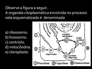 Observe a figura a seguir.
A organela citoplasmática envolvida no processo
nela esquematizado é denominada


a) ribossomo.
b) lisossomo.
c) centríolo.
d) mitocôndria.
e) cloroplasto.
 
