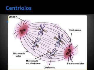    Participam da divisão celular
 