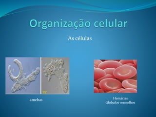 ORGANIZAÇÃO CELULAR
Hemácias
Glóbulos vermelhos amebas
Professora Silvana – ensino médio
 