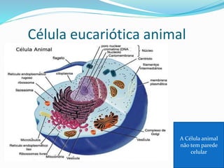 ORGANELAS CELULARES E SUAS FUNÇÕES
 