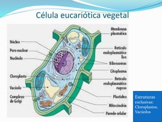Ribossomos
Organelas responsáveis pela produção de proteínas
necessárias para o funcionamento celular.
É encontrado em todos os tipos de células.
Professora Silvana – ensino médio
 