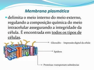 Retículo endoplasmático:
 sistema de canais que facilitam o intercâmbio de
substâncias entre a célula e o meio extracelular, e ainda
distribui as substâncias pelo meio interno.
Professora Silvana – ensino médio
 