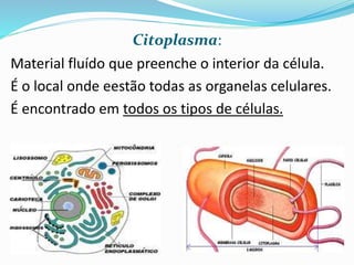 RETÍCULO ENDOPLASMÁTICO GRANULOSO:
Possui ribossomos aderidos a sua membrana.
Responsável de proteínas (enzimas digestivas, por
exemplo).
Transporte de substâncias, entre elas proteínas.
É encontrado em grande quantidade em células secretoras,
como as produtoras de enzimas digestivas.
Professora Silvana – ensino médio
 