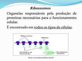 RETÍCULO ENDOPLASMÁTICO LISO:
É chamado assim porque não tem ribossomos.
Responsável pelo transporte de substâncias e produção
de lipídios (esteróides), carboidratos e inativação de
substâncias.
É bem desenvolvido em células dos ovários e testículos.
Professora Silvana – ensino médio
 