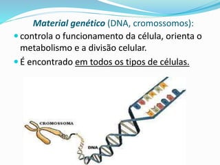  recebe e armazena as substâncias que foram
produzidas pelo retículo endoplasmático, por isso
dizemos que sua função é secretar (exportar)
substâncias.
 É bem desenvolvido em glândulas(por exemplo
glândulas mamárias)
Complexo golgiense
Professora Silvana – ensino médio
 